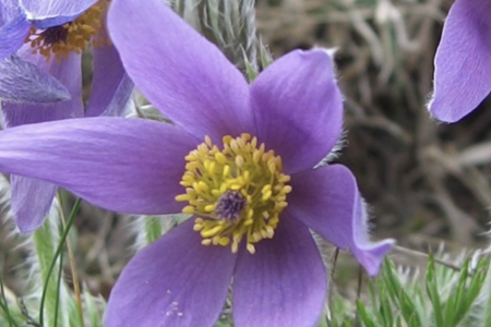 Archiv seltener Arten