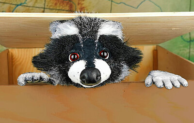 marotte - Rocky Waschbär