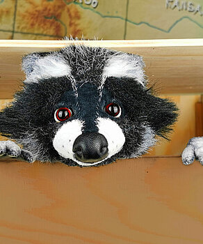 marotte - Rocky Waschbär